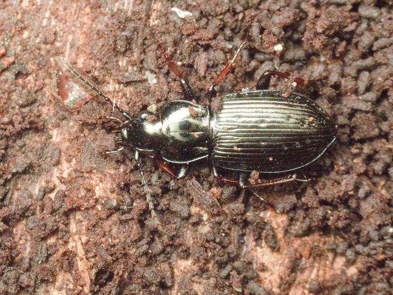 Pterostichus oblongopunctatus (Fabricius, 1787)